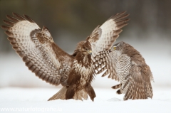 668 Habicht - Accipiter gentilis